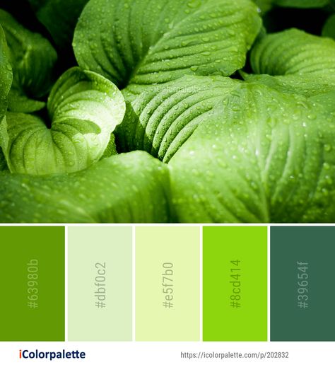 Leaf Color Palette, Leaves Color Palette, Macro Photography Water, Web Design Color, Photography Water, Color Palette Ideas, Palette Design, Colorful Paintings Acrylic, Color Schemes Colour Palettes