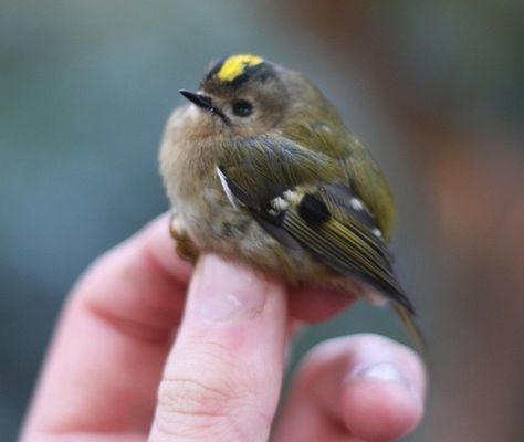 Micro fluffy bird Fat Animals, Fat Bird, Tiny Bird, Silly Animals, Fluffy Animals, Backyard Birds, Cute Little Things, Pretty Birds, Cute Birds