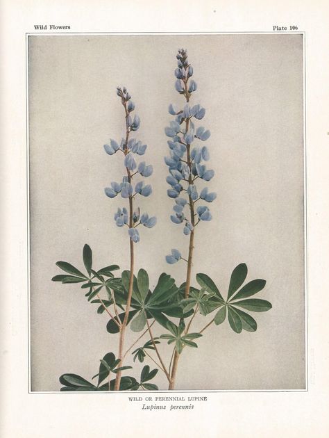 Antique Botanical print, Vintage Home, Cottage, Garden Decor, Wildflower, herbs, herbalism, botany nature decor, shabby chic,flowers,romance by LeslieDavisDecor on Etsy Lupine Flowers, Wildflower Art, Antique Botanical Print, Vintage Flower Prints, Claire Fraser, Chic Flowers, Vintage Botanical Prints, Botanical Print, Nature Decor