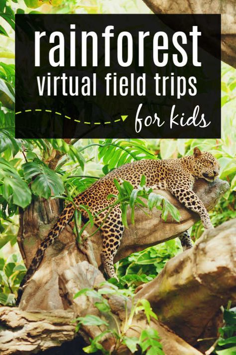 Rainforest Song, Trips For Kids, Rainforest Activities, Books And Activities, Rainforest Theme, Songs For Kids, Animals And Plants, Songs Videos, Virtual Field Trips