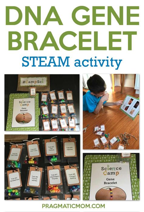 DNA Gene Bracelet STEAM Activity | Pragmatic Mom  #STEM #STEAM #DNA #GeneBracelet #STEMactivity Dna Activity Middle School, Dna Stem Activities, Steam Science Projects, Genetics Project, Dna Lesson, Stem Biology, Dna Bracelet, Genetics Activities, Dna Activities