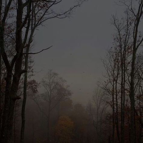 Foggy Weather, Dark Autumn, Foggy Forest, Season Of The Witch, Images Esthétiques, Dark Academia Aesthetic, The Fog, Rainy Season, The Secret History