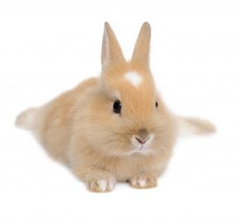 why the legs? Bunny White Background, Rex Rabbits, Black And White Rabbit, First Pet, Rabbit Png, Bunny White, Rabbit Eating, Bunny Png, Grassy Field