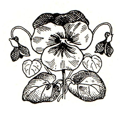 Victorian Ink Drawing Pansy Free Flower Clipart, Pansy Tattoo, Clip Art Flowers, Aa Tattoos, Gel Pen Art, Woodcut Tattoo, Victorian Crafts, Botanical Tattoo, Unique Drawings