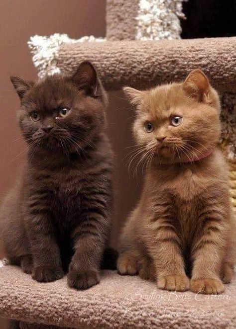 Fantasy Farm, Brown Kitten, Smitten Kitten, British Shorthair Kittens, Cats Photos, Söt Katt, British Shorthair Cats, Have Inspiration, Kitty Kitty