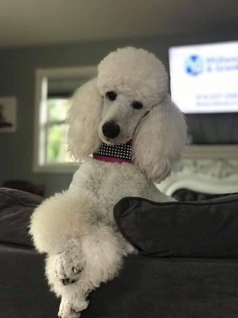 Cream Standard Poodle, Standard Poodle Summer Cut, Sage Groom, Standard Poodle Haircut Styles, Dog Vest Diy, Standard Poodle Cuts, King Charles Cocker Spaniel, Poodle Hairstyles, Poodle Colors