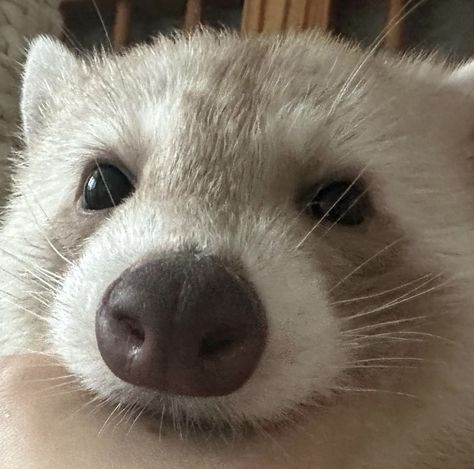 Cinnamon Raccoon, Blond Raccoon, Raccoon Matching Pfp, Blonde Raccoon, Albino Raccoon, Raccoon Pfp, Raccoon Repellent, White Raccoon, Trash Pandas