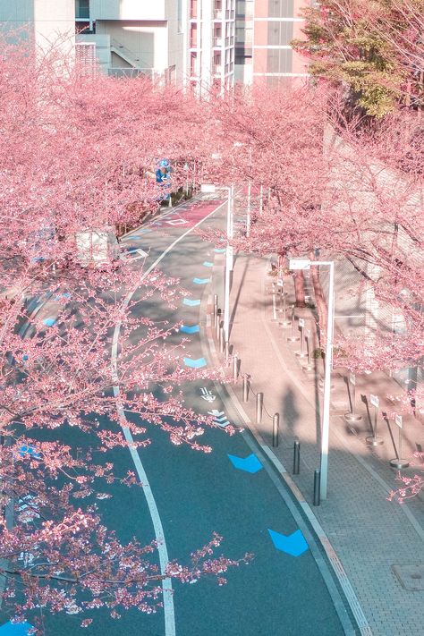 cherry blossom street in Roppongi Hills, Tokyo Cherry Blossom Wallpaper, Korea Wallpaper, Cherry Blossom Japan, Japon Illustration, Japan Aesthetic, Aesthetic Japan, Japanese Aesthetic, City Street, Aesthetic Pastel Wallpaper