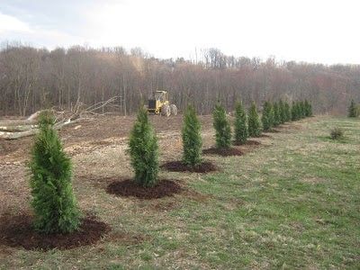 Windbreak Trees, Trees For Privacy, Leyland Cypress Trees, Giant Arborvitae, Thuja Green Giant, Emerald Green Arborvitae, Leyland Cypress, Evergreen Hedge, Privacy Trees