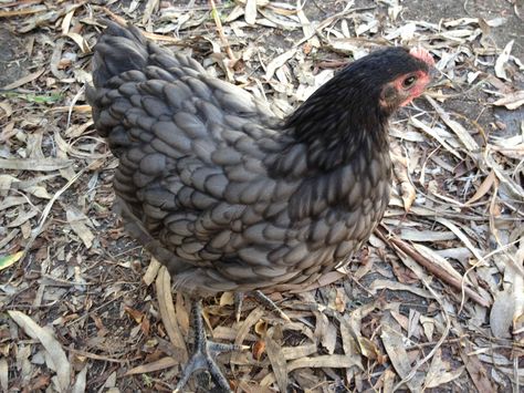 blue australorp Blue Australorp Chickens, Australorp Rooster, Australorp Chickens, Chicken Backyard, Australorp Chicken, Aesthetic Chicken, Chickens Farm, City Chicken, Easter Eggers