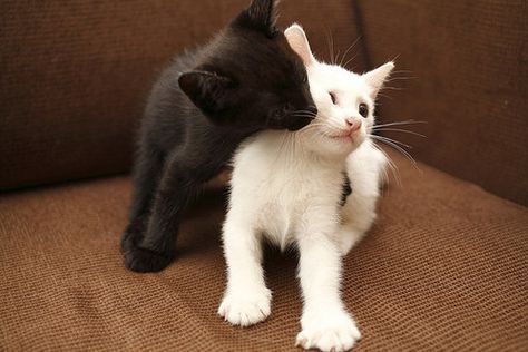 Cat Couple, Cat Boarding, White Cats, Cute Animal Pictures, Pretty Cats, Animal Photo, Cute Little Animals, 귀여운 동물