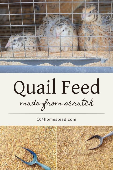 Make homemade Coturnix quail feed to keep your covey healthy and productive. Perfect for people who raise quail for meat and eggs. Raising Quail For Meat And Eggs, Diy Quail Tractor, Raising Quails For Eggs, Quail Ground Pen, Raising Quail Indoors, Homemade Quail Feed, Incubating Quail Eggs, Raising Quail For Profit, Diy Quail Waterer