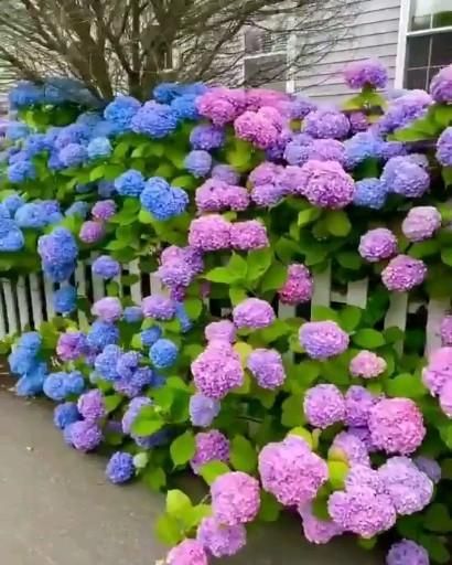 자작나무 그림, Brick Garden Edging, Hydrangea Landscaping, Fairy Garden Birthday Party, Hydrangea Care, Cool Tree Houses, Paradise Garden, Hydrangea Garden, Cottage Garden Design