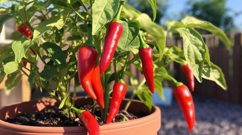 How To Grow Fresno Chili Peppers - The Ultimate Guide Fresno Chili Peppers, Chili Plant, Chili Pepper Plant, Fresno Peppers, Fresno Chili, Ancho Chili, Future Garden, Scotch Bonnet, Pepper Plants