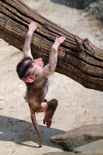 Baboon Monkey Magic, Japanese Macaque, Baby Monkeys, Monkey 2, Monkey Pictures, Mandrill, Small But Mighty, Live Animals, Dog Videos