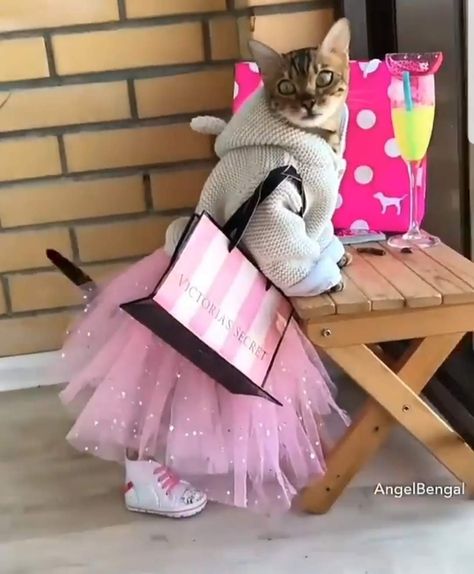 Oshin Kazarian on Twitter: "I think I look fabulous, I should go shopping often… " Cats Meowing, Fancy Cat, Fancy Cats, Sweet Animals, Cats Meow, Funny Animal Pictures, Cat Gif, Beautiful Cats, 귀여운 동물