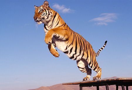 Save The Tiger, Tiger Pictures, Roaring Lion, Cat Reference, Exotic Cats, Types Of Cats, Live Animals, Cute Tigers, Cat Pose