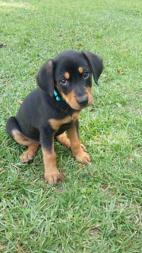 Love my Doberman/lab mix Rottweiler Mixed With Doberman, Doberman Lab Mix Dogs, Rottweiler Lab Mix Dogs, Rottweiler Lab Mix Puppy, Lab Mix Dogs, Doberman Rottweiler, Rottweiler Tattoo, Lab Mix Puppies, Doberman Mix