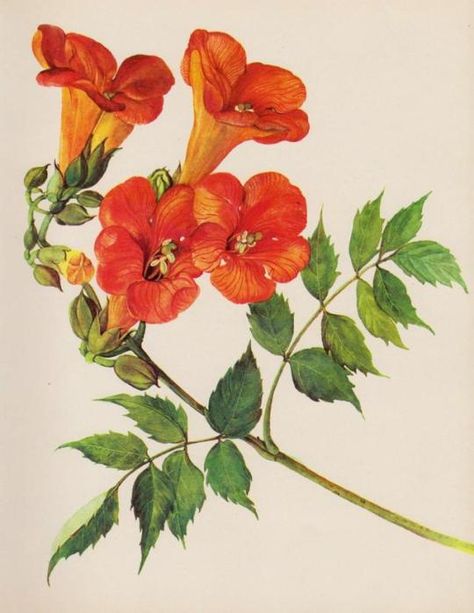 Trumpet Vine Flower, Acrylics Ideas, Campsis Radicans, Botanical Flowers Print, Trumpet Vine, Vintage Flower Prints, Vintage Botanical Prints, Botanical Watercolor, Botanical Flowers