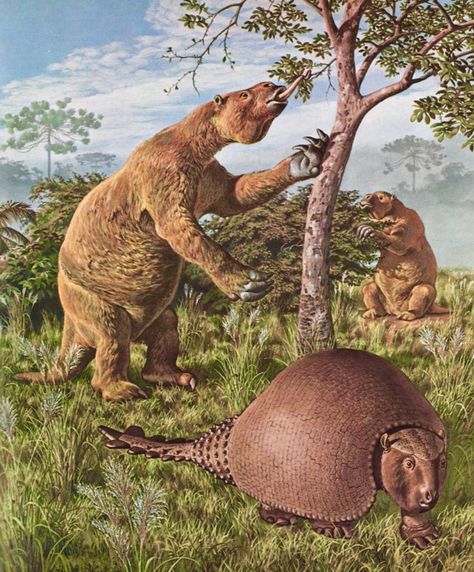 The extinct giant ground sloth Megatherium and the horned glyptodont  Panochthus in prehistoric South America. Both animals would eventually migrate into North America. Megafauna Mammals, Early Mammals, Giant Sloth, Prehistoric Mammals, Ground Sloth, Prehistoric Wildlife, Prehistoric World, Tri Star, Ancient Animals