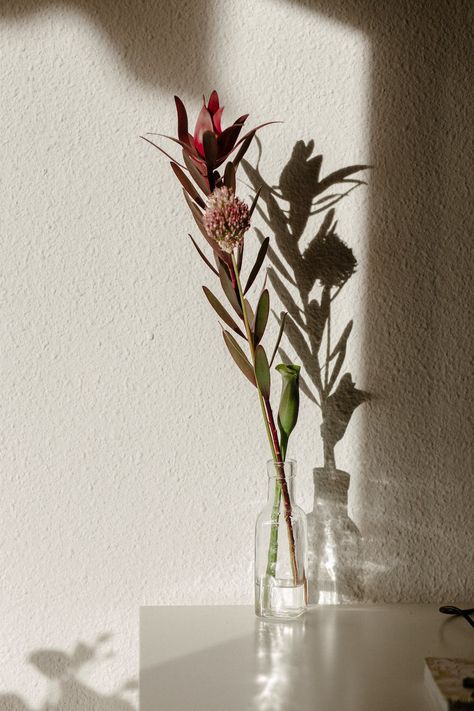 Composition Photography Ideas At Home, Photography Ideas At Home Objects, Photo Aestethic, Flower Glass Vase, Visual Composition, Photography Ideas At Home, Flower Shadow, Aesthetic Objects, Composition Photography