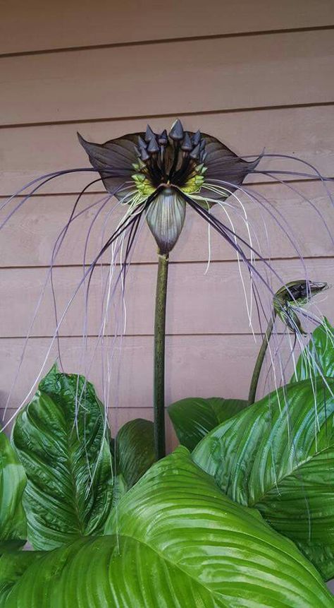 Tacca chantrieri - Black Bat Flower Bat Orchid, Scary Flowers, Black Bat Flower, Tacca Chantrieri, Spooky Plants, Bat Flower, Goth Garden, Strange Flowers, Weird Plants