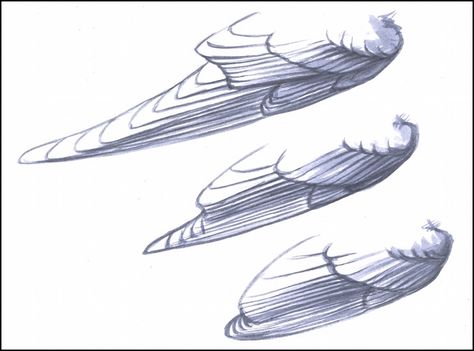 Secondary feathers stack up on primary feathers on the folded wings of all birds, including Barn Swallow (top), American Goldfinch (center), and House Wren (bottom). The lengths of the flight feathers differ dramatically from species to species, but the structure of each wing is the same. Artwork by David Allen Sibley. Parts Of A Bird, Wings Ideas, Drawing Wings, Folded Wings, Fantasy Bird, Wings Sketch, Winged People, Wings Drawing, Bird Drawing