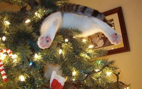 Cat Christmas Tree, Christmas Memes, Pet Holiday, E Card, Cute Kittens, Funny Animal Pictures, Crazy Cat Lady, 귀여운 동물, Animal Memes