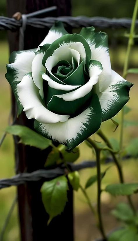 Rose Flower Photos, Rose Belle, Rare Roses, Strange Flowers, Rose Flower Pictures, Rose Seeds, Beautiful Flowers Photos, Lovely Flowers Wallpaper, Unusual Flowers