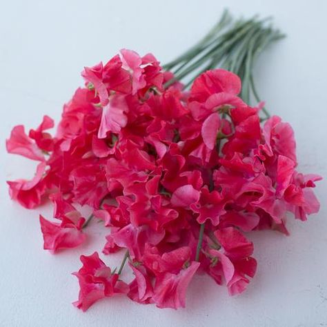 Sweet Pea Happy Birthday Breadseed Poppy, Garden Peas, Lathyrus Odoratus, Sweet Pea Seeds, Long Vase, Maraschino Cherries, Sweet Pea Flowers, Red Petals, Plant Spacing