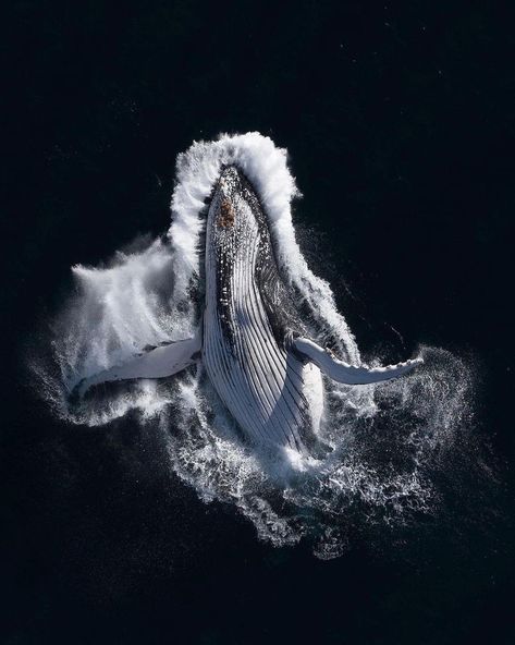 Whale Pictures, Underwater Photographer, Ocean Conservation, Aquatic Animals, Daily Pictures, Humpback Whale, Whale Shark, Blue Whale, Photography Awards