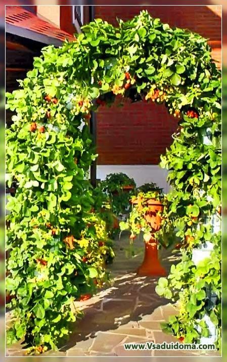 Strawberry arch, bed and other methods of vertical cultivation of strawberries | With your own hands - How to do it yourself Strawberry Arch, Strawberry Trellis, Arch Bed, Cherry House, Strawberry Beds, Strawberry Garden, Growing Strawberries, Strawberry Plants, Dry Plants