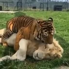 Lion Video, Tiger And Lion, Regnul Animal, Cute Tigers, Animals Friendship, Rare Animals, Lion Tiger, Majestic Animals, Cute Wild Animals