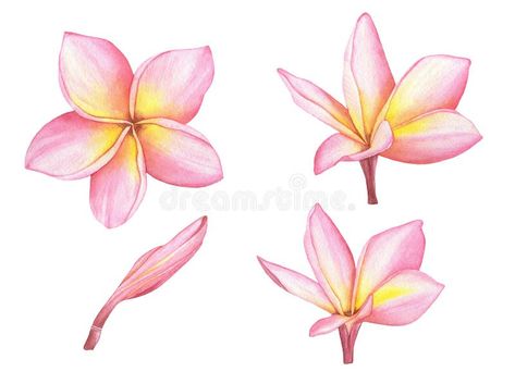 Frangipani Pattern, Types Of Girls, Spring Floral, Nail Inspo, Tatting, Tattoos, Floral, Drawings, Pink