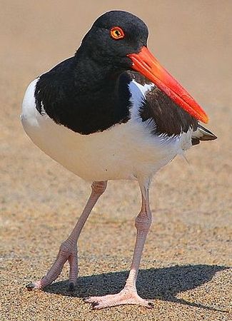 American Oystercatcher, Oyster Catcher, Big Birds, Coastal Birds, Animal Magic, Shorebirds, Bird Watcher, Australian Birds, Bird Artwork