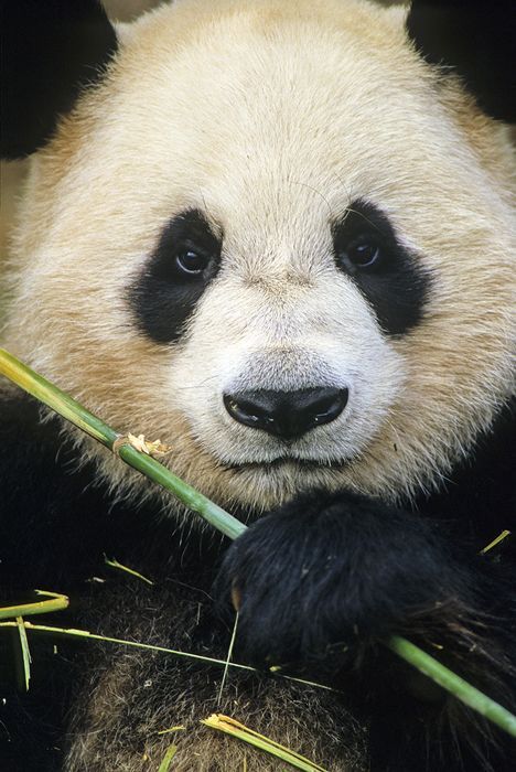 Giant Panda Bear, Baby Panda Bears, Cute Pandas, Giant Pandas, Panda Panda, Panda Bears, Panda Love, Endangered Animals, Giant Panda