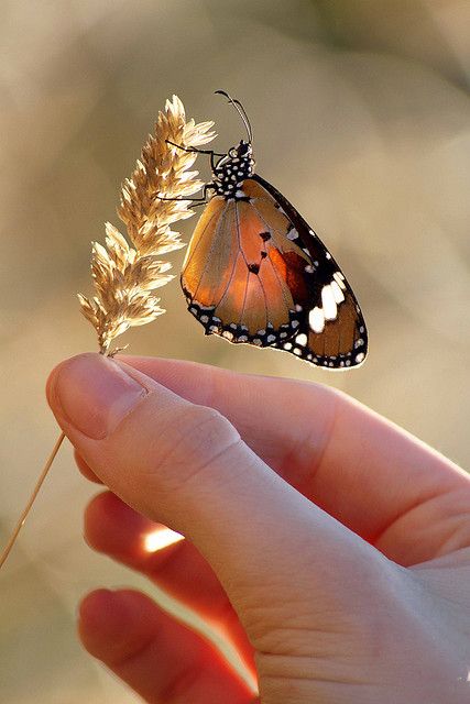 Nature in my hands web by Steve Chapple Photography, via Flickr Hand Photography, Fields Of Gold, Beautiful Bugs, Butterfly Kisses, Jolie Photo, A Butterfly, Beautiful Butterflies, Beautiful Creatures, Nature Beauty