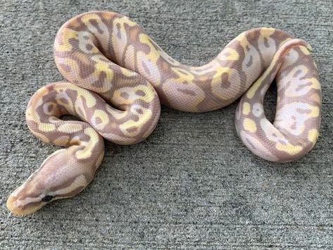 Mojave Ball Python, Pastel Ball Python, Pet Snakes, Danger Noodles, Snake Photos, Era Aesthetic, Python Regius, Healing Era, Colorful Snakes