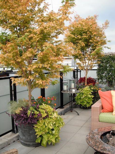 Potted Trees Patio, Roof Garden Design, Patio Trees, Low Water Gardening, Contemporary Garden Design, Tree Planters, Contemporary Patio, Rooftop Terrace Design, Patio Pots