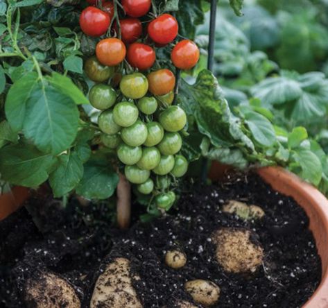 Dig In: 5 Edible Crops for Pittsburgh Newbie Gardeners - Pittsburgh Magazine - June 2015 - Pittsburgh, PA #Pittsburgh #Gardening #Summer #Eat Growing Organic Tomatoes, Fried Tomatoes, Tomato Growing, Growing Tomatoes In Containers, Organic Tomatoes, Tomato Garden, Crazy Facts, Unusual Plants, Cool Facts