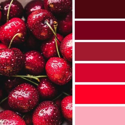 Red cherries. Red Color Pallets, Black Cherry Color, Red Color Scheme, Autumn Color Palette, Palettes Color, Color Palette Ideas, Cherry Red Color, Cherry Color, Red Color Schemes