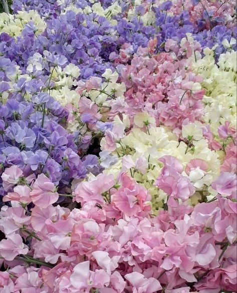 Sweet Peas Aesthetic, Sweet Pea Flowers Aesthetic, Sweet Pea Aesthetic, Flower Assortments, Sweet Peas Flowers, Sweetpea Flower, Ethereal Flowers, Sweet Pea Bouquet, Sweet Pea Flower