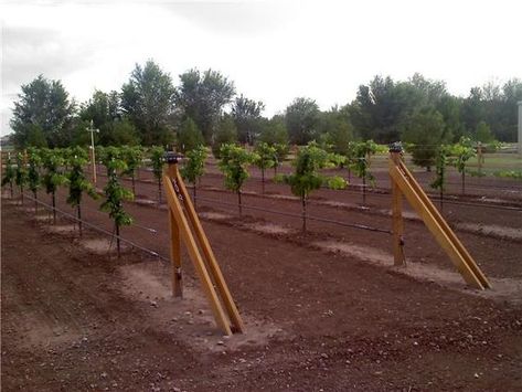 Vine Pictures, Grapevine Trellis, Backyard Vineyard, Grape Vine Trellis, Grape Growing, Grape Vineyard, Grape Arbor, Grape Trellis, Grape Plant