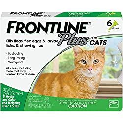 What is spiral flea dirt? (+ Can Cats Be Treated?) - Feline Follower Benadryl For Cats, Cat Safe Plants, Flea Control, Tick Prevention, Cat Fleas, Flea And Tick, Cat Health, Cat Supplies, Cat Pet Supplies