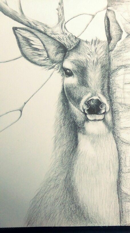 Deer Sketch Pencil Realistic, Deer Pencil Sketch, Wildlife Drawings Pencil, Drawing Deer Sketches, Deer Sketch Simple, Deer Face Drawing, Deer Drawing Simple, Deer Drawing Sketches, Drawings Of Deer