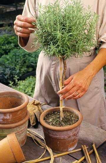 Rosemary topiary / standard (instructions) | Better Homes and Gardens Rosemary Topiary, Tanaman Pot, Tuscan Garden, Pot Plants, Have Inspiration, Summer Plants, Garden Care, Growing Herbs, Shade Garden