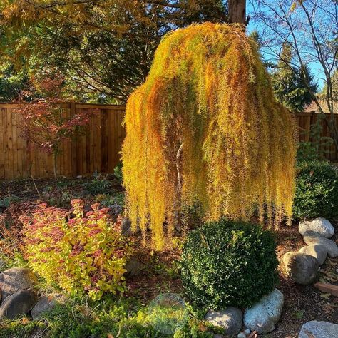 Weeping Conifers, Weeping Larch, Weeping Trees, Larch Tree, Yard Plants, Arbour Day, Edible Landscaping, Peach Trees, Ornamental Trees