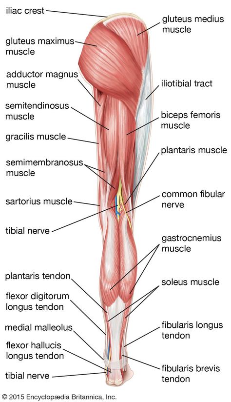 Hip Muscles Anatomy, Leg Muscles Anatomy, Body Muscle Anatomy, Human Muscular System, Hip Anatomy, Muscles Anatomy, Muscle Diagram, Leg Anatomy, Human Muscle Anatomy