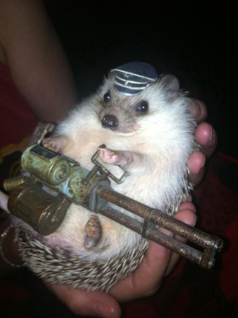 Sonic has red shoes, this hedgehog has a Gatling gun. Hedgehog Pet, A Hedgehog, A Soldier, Cute Hedgehog, Sherlock Bbc, Animal Photo, Gothic Lolita, Cute Little Animals, 귀여운 동물