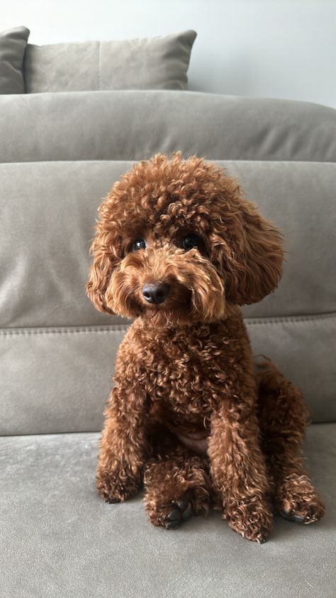 Mini Toy Poodle, Toy Poodle Puppy Cut, Teddy Bear Poodle, Mini Poodle Puppy, Toy Poodle Dog, Big Dogs Breeds, Cute Fluffy Puppies, Biggest Dog In The World, Toy Poodle Puppy